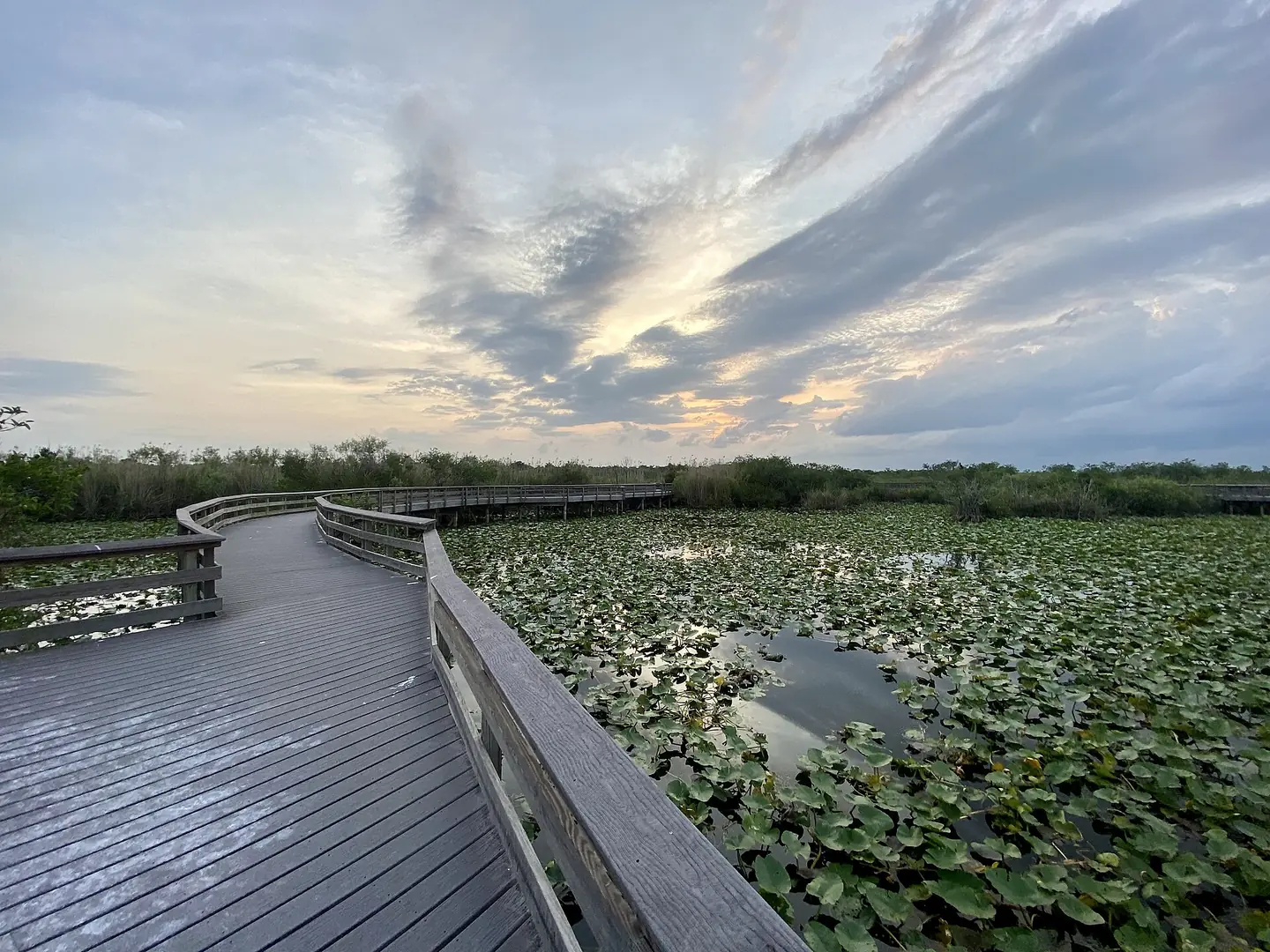 The Anhinga Trail boardwalk curving over a marsh covered in water lilies under an evening sky