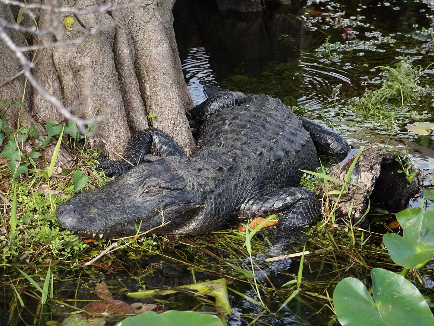 An American alligator resting at the water’s edge beside a tree trunk on the Anhinga Trail