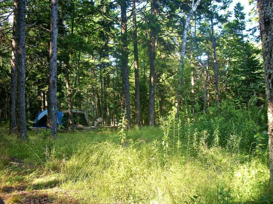 Blackwoods Campground among the spruce and pine