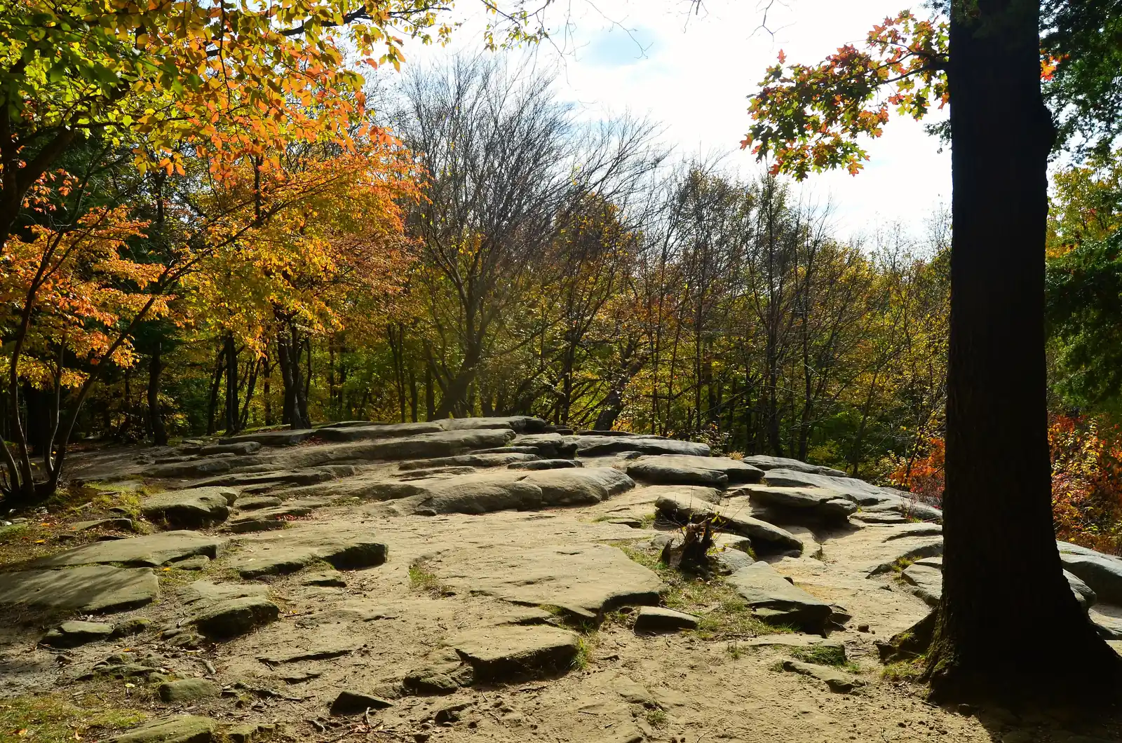 Flat, weathered sandstone on top of the Ledges with orange and yellow fall leaves on the trees around it