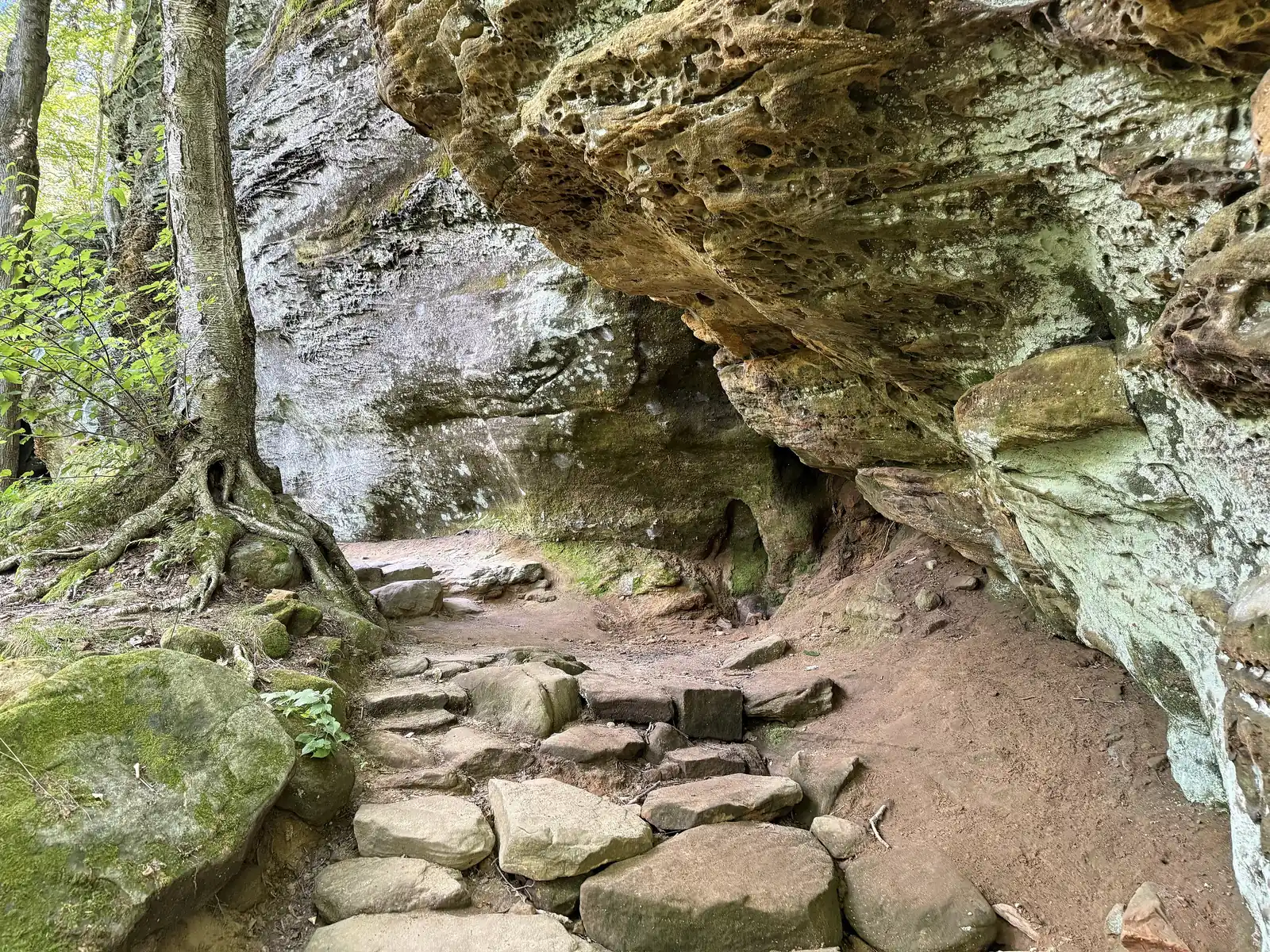 Stone steps on the Ledges Trail passing under a mossy sandstone overhang