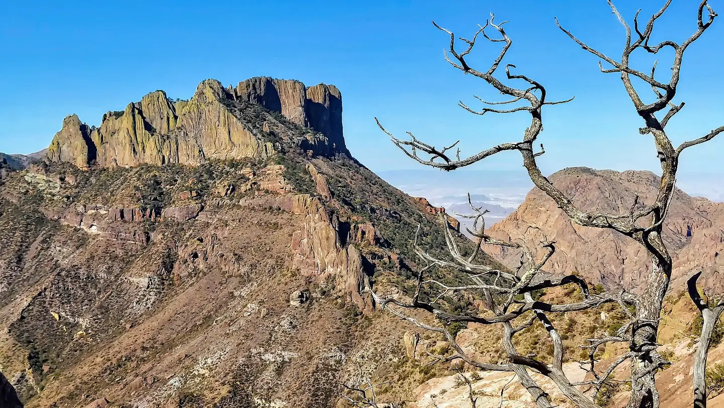 Rocky cliffs of Casa Grande in the Chisos Mountains under a blue sky, seen from the Lost Mine Trail, with a dead tree in front