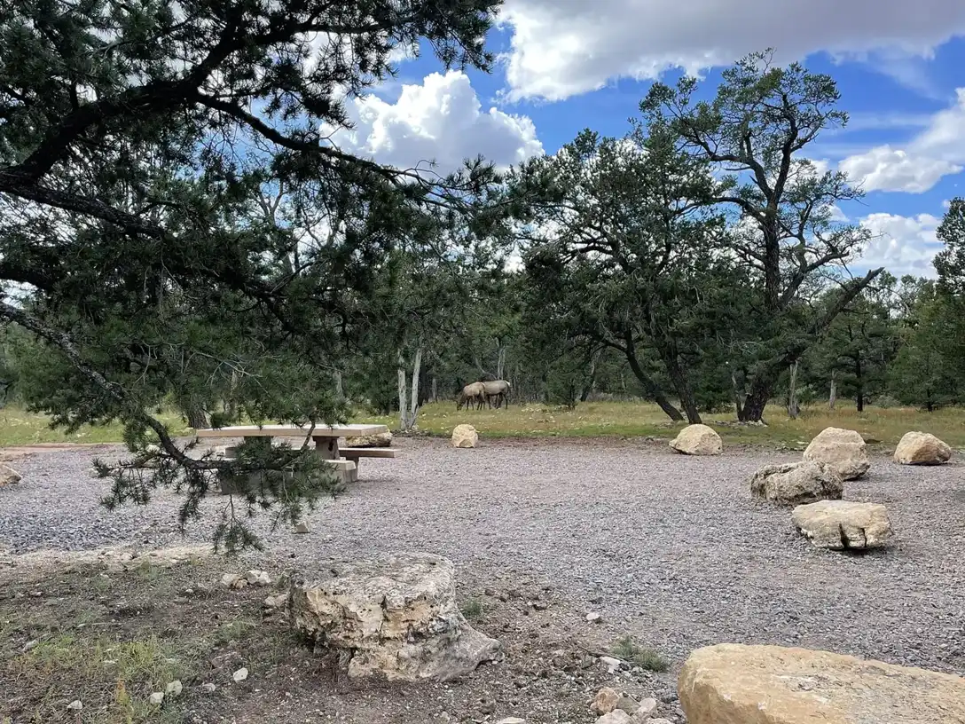 Elk in Mather Campground