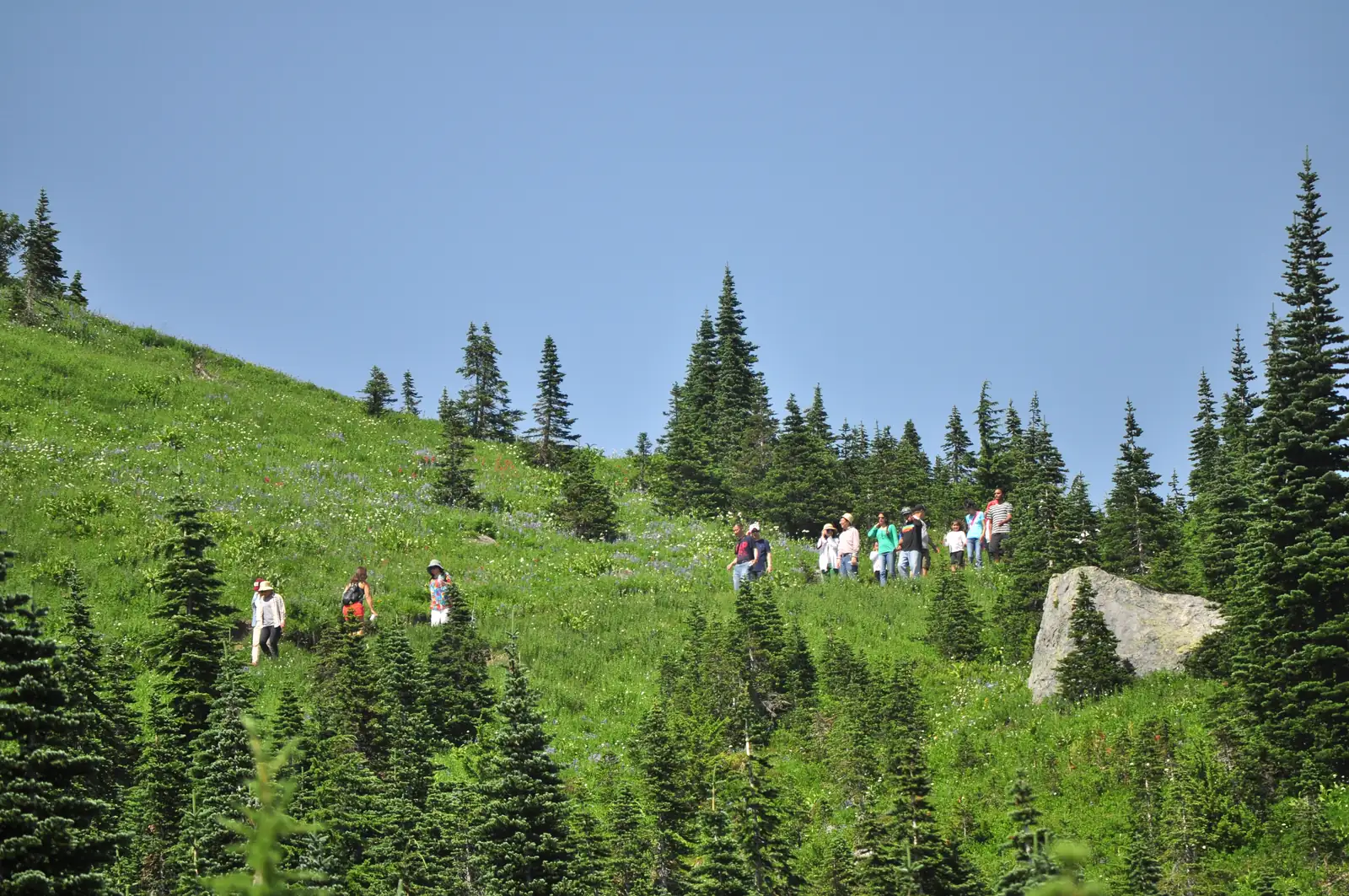 Mount Rainier - Skyline Trail in Paradise meadow, August 2014 - 02