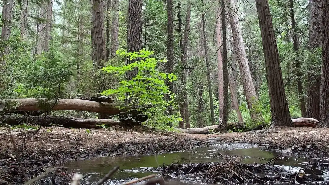 Upper Pines Campground in Yosemite Valley